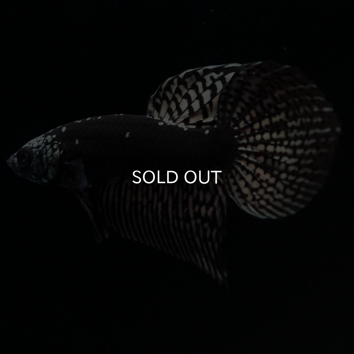 画像3: ワイルドハイブリッド　カッパー　サムライタイプ　♂のみ (3)