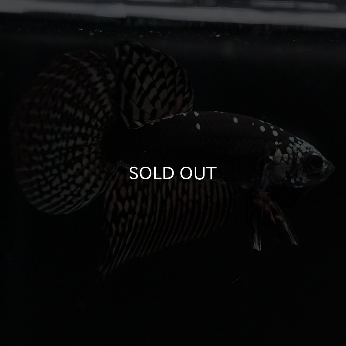 画像8: ワイルドハイブリッド　カッパー　サムライタイプ　♂のみ (8)