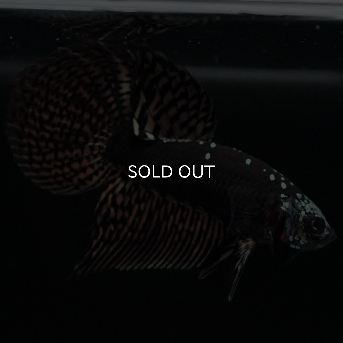 画像6: ワイルドハイブリッド　カッパー　サムライタイプ　♂のみ (6)