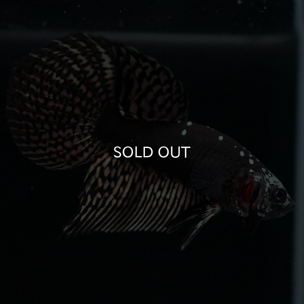 画像4: ワイルドハイブリッド　カッパー　サムライタイプ　♂のみ (4)