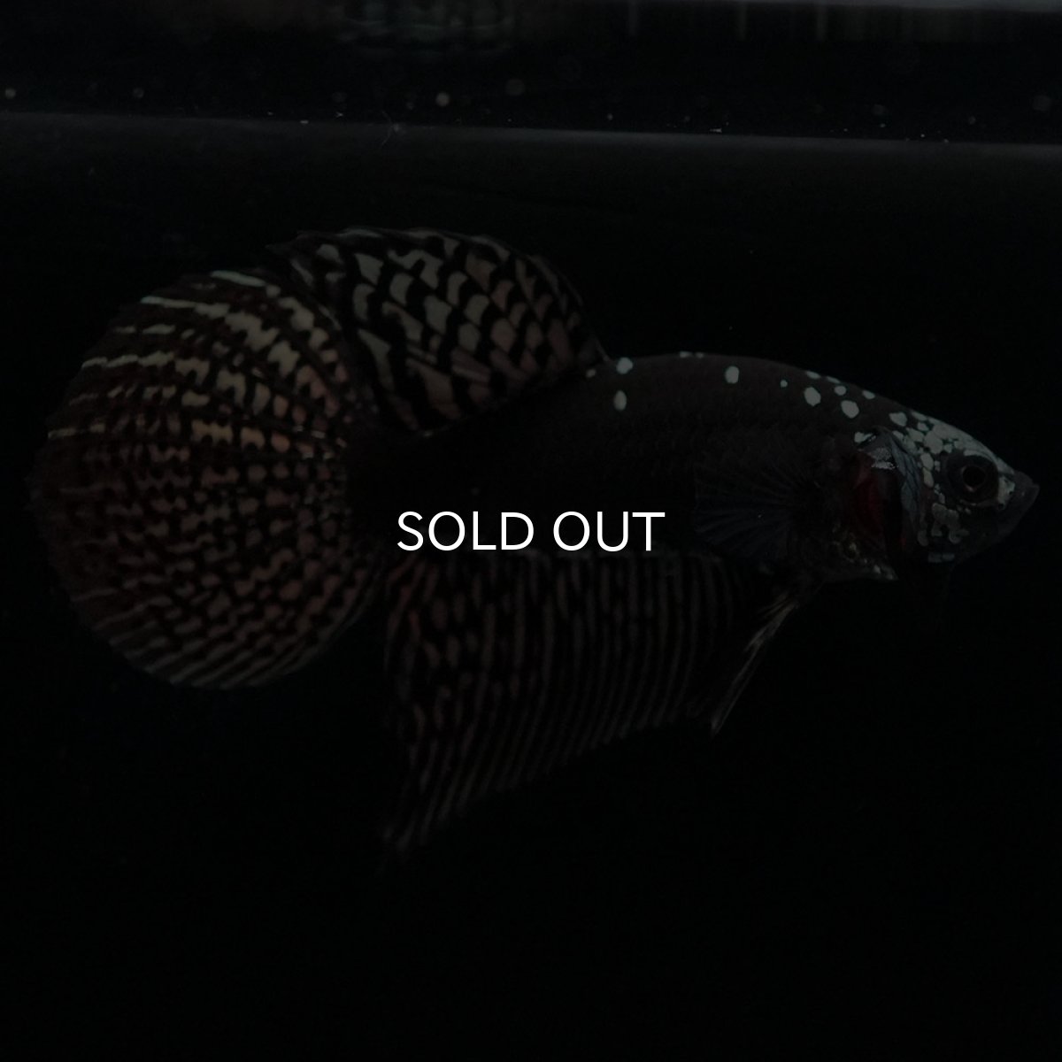 画像2: ワイルドハイブリッド　カッパー　サムライタイプ　♂のみ (2)