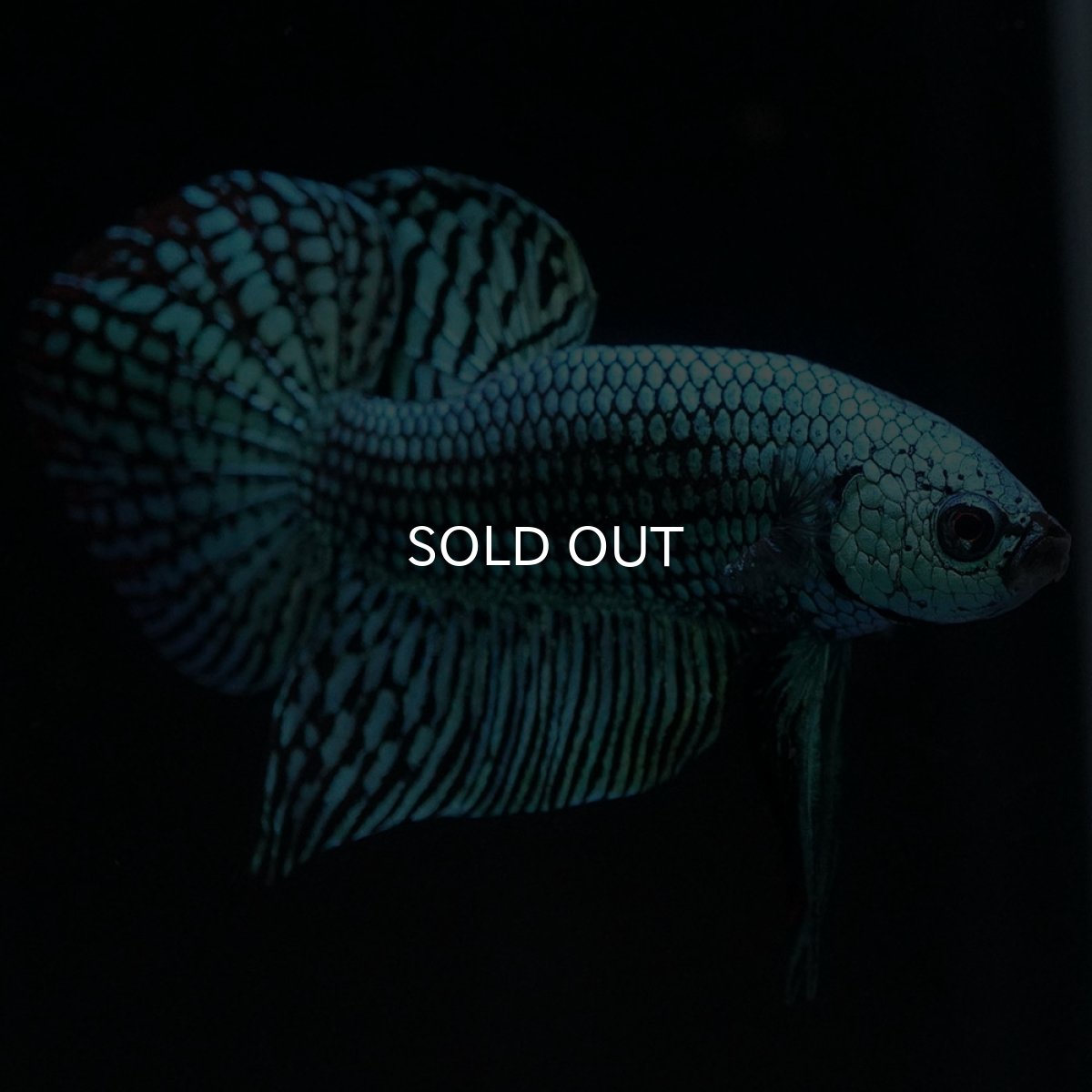 画像12: ワイルドハイブリッド　エイリアン　グリーン　♂のみ (12)