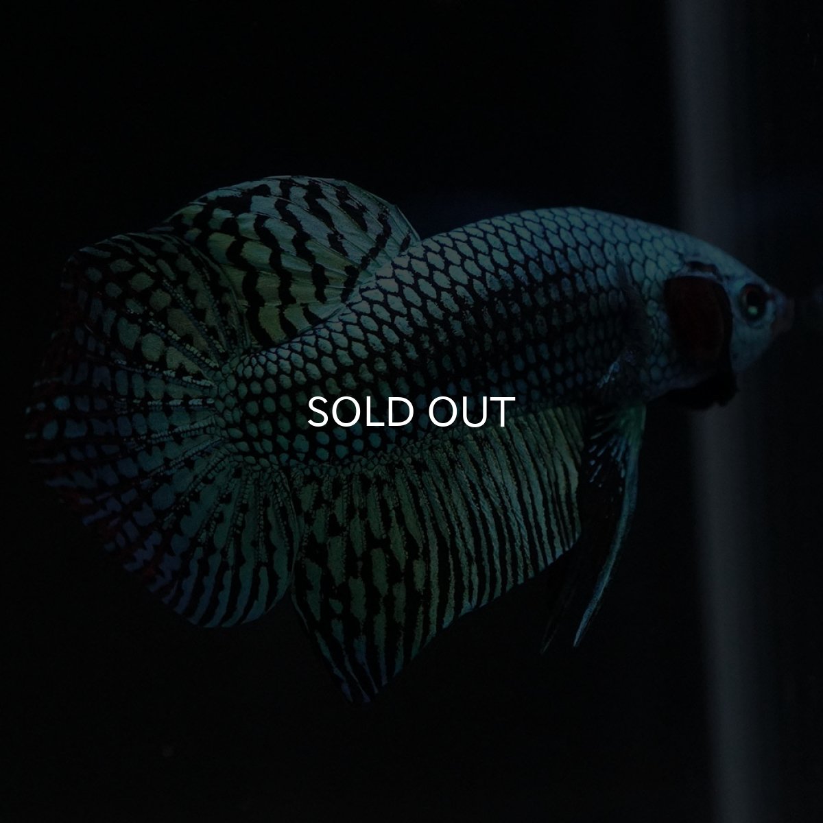 画像10: ワイルドハイブリッド　エイリアン　グリーン　♂のみ (10)