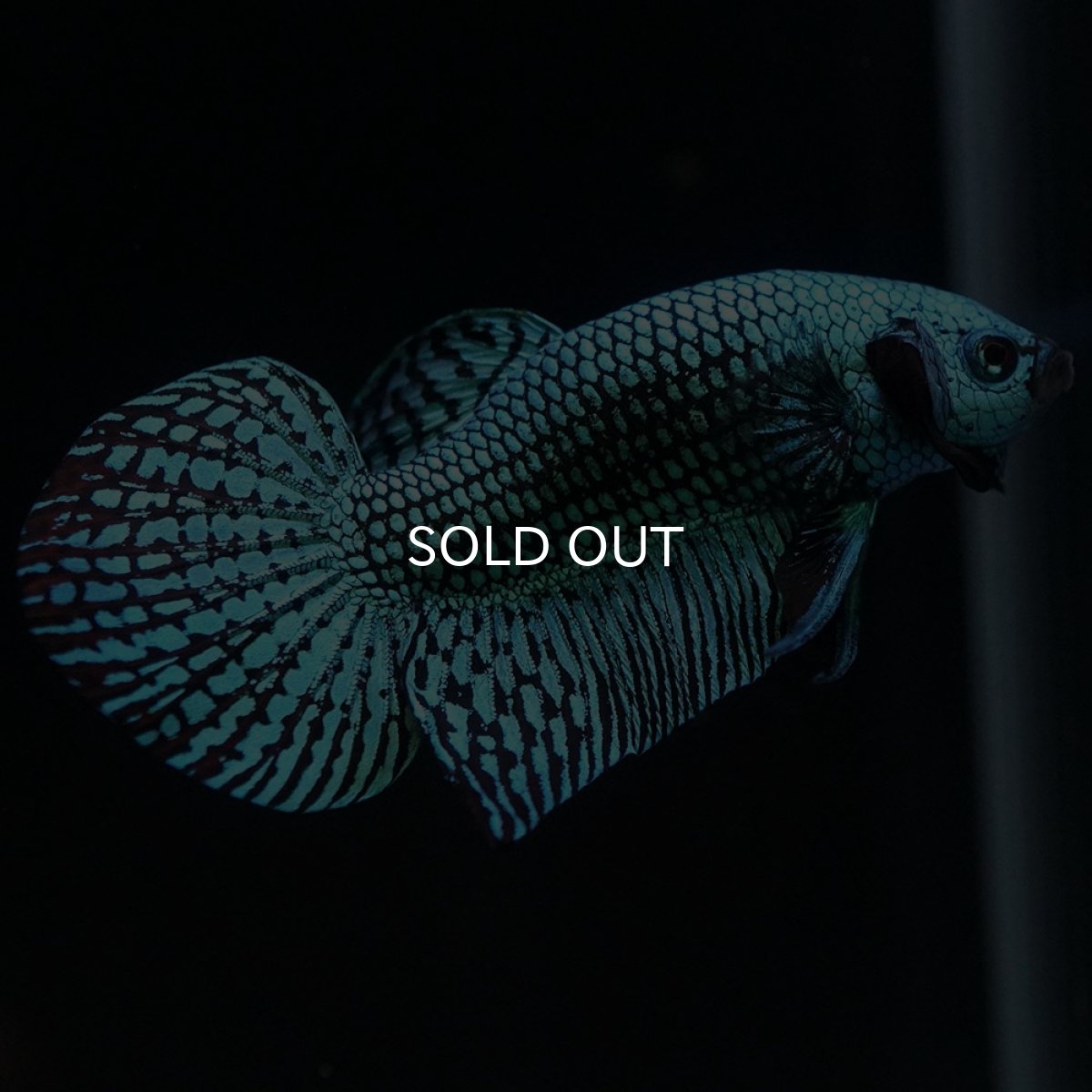 画像8: ワイルドハイブリッド　エイリアン　グリーン　♂のみ (8)