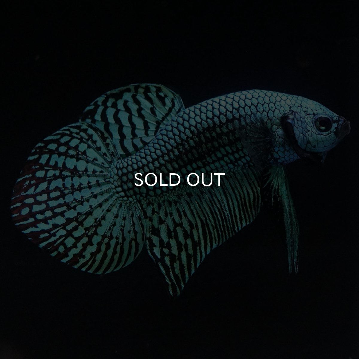 画像6: ワイルドハイブリッド　エイリアン　グリーン　♂のみ (6)