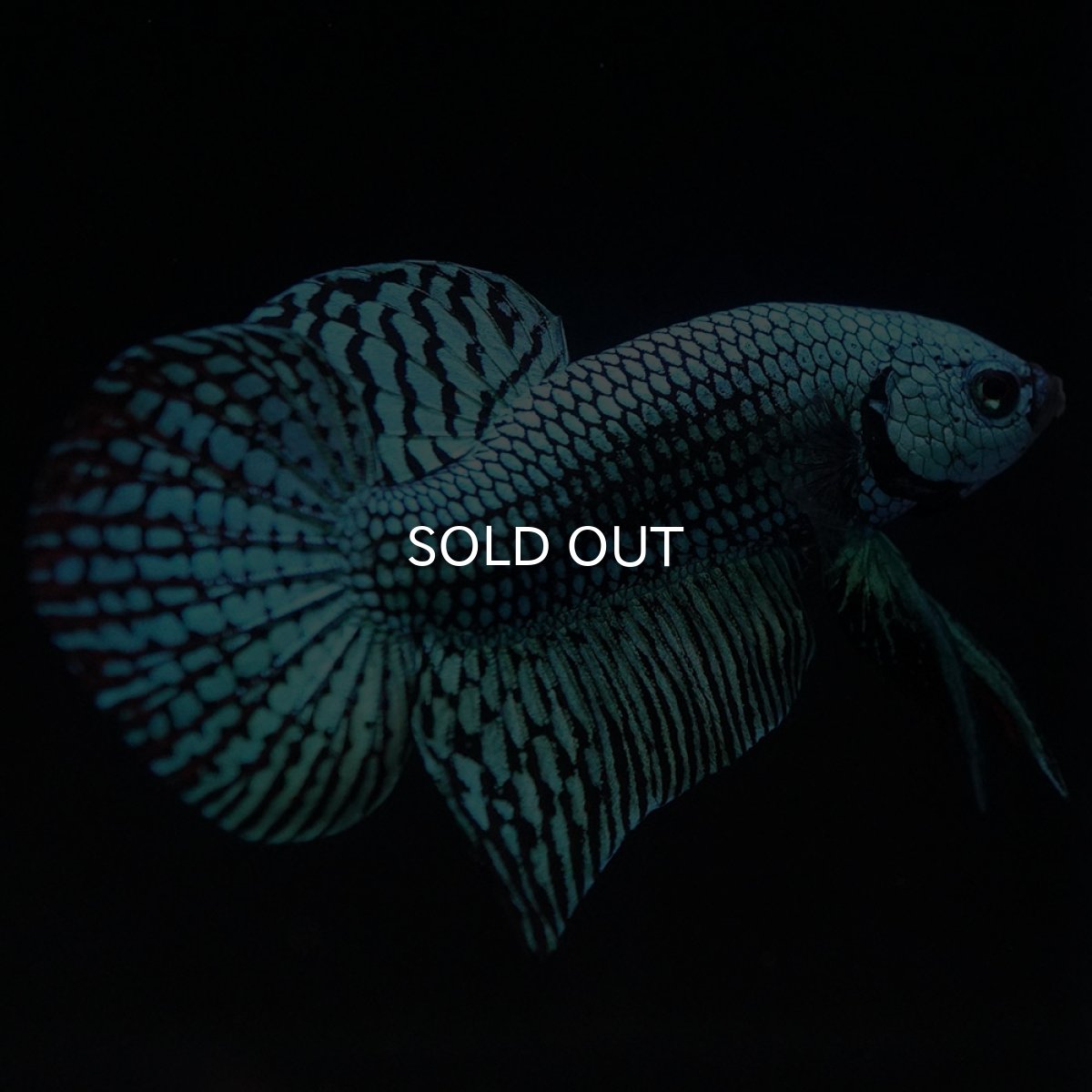 画像4: ワイルドハイブリッド　エイリアン　グリーン　♂のみ (4)