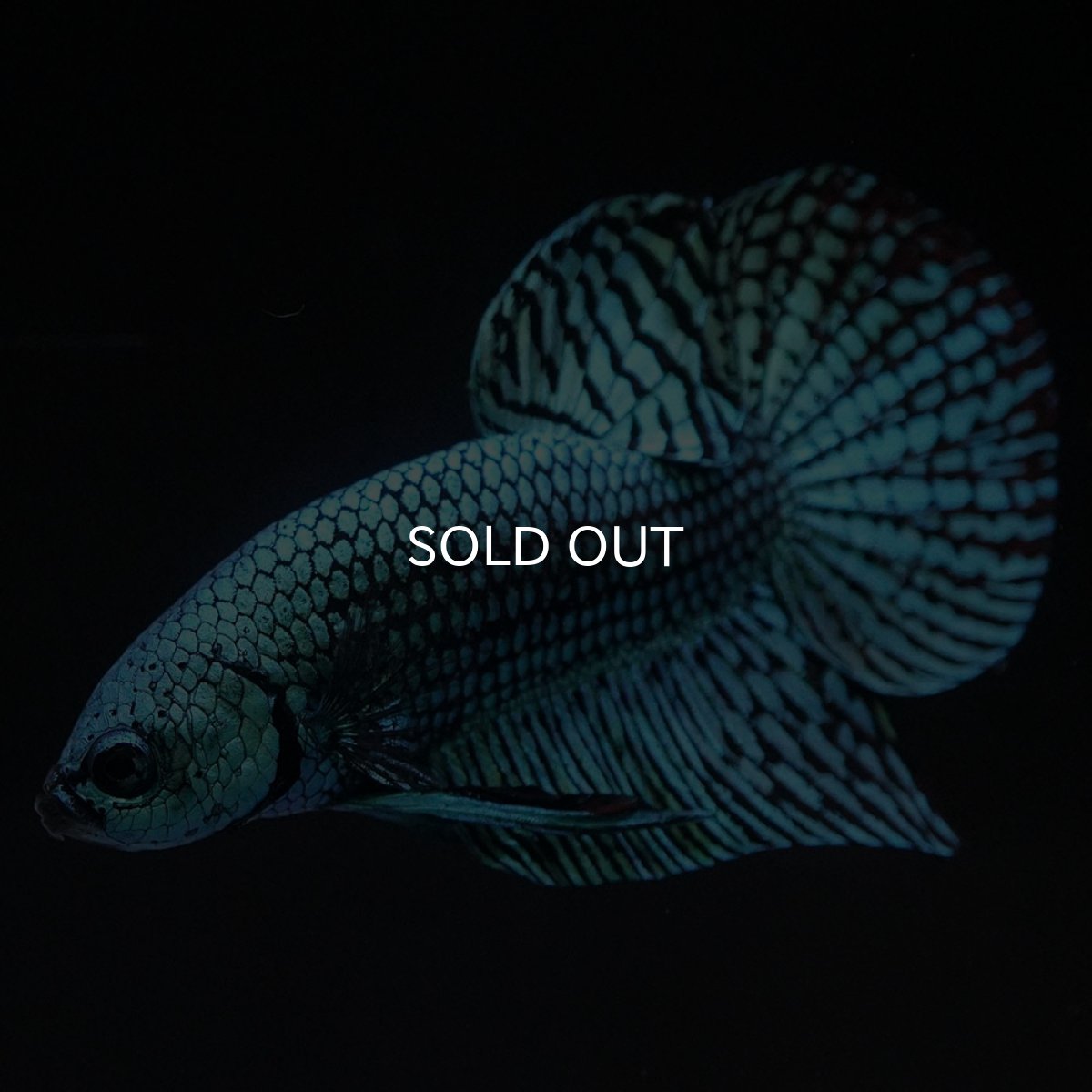 画像13: ワイルドハイブリッド　エイリアン　グリーン　♂のみ (13)