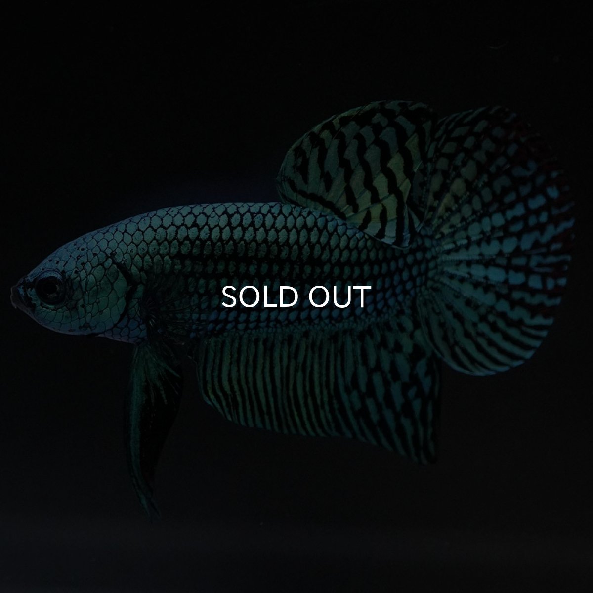 画像11: ワイルドハイブリッド　エイリアン　グリーン　♂のみ (11)