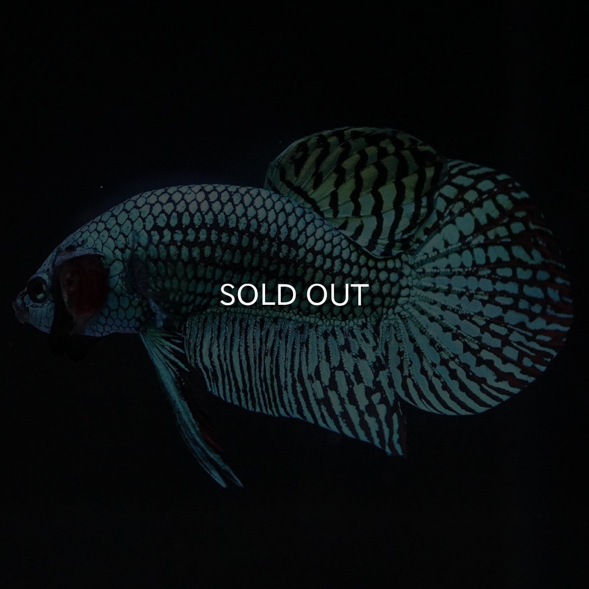 画像9: ワイルドハイブリッド　エイリアン　グリーン　♂のみ (9)