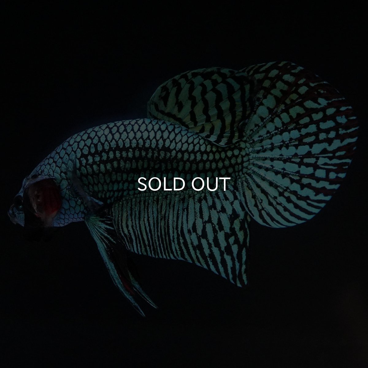 画像7: ワイルドハイブリッド　エイリアン　グリーン　♂のみ (7)