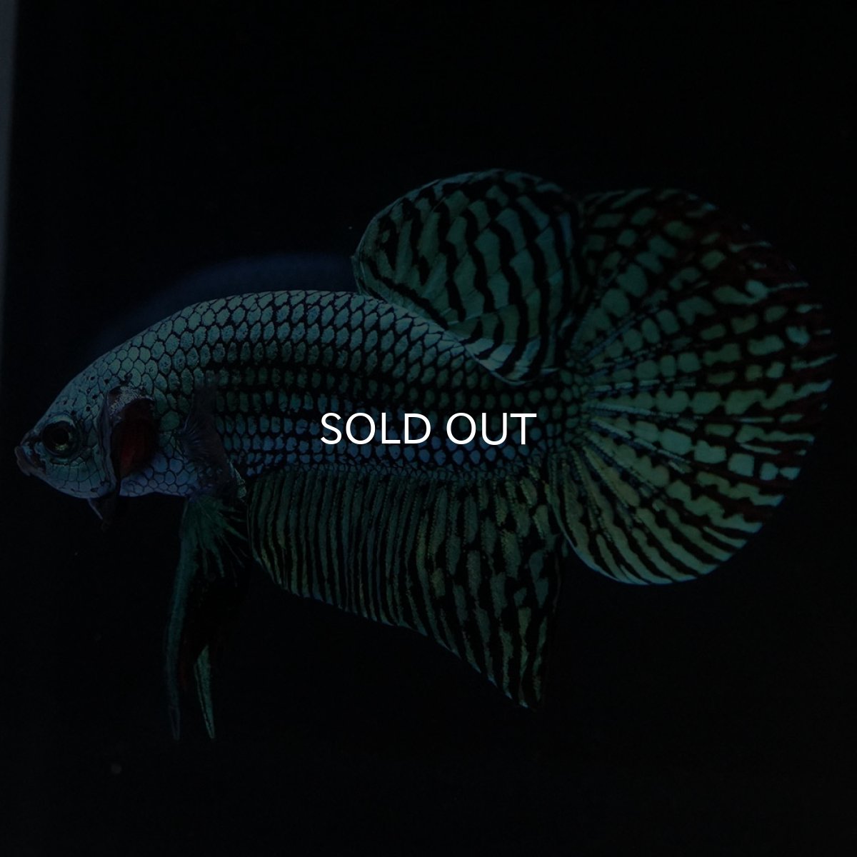 画像5: ワイルドハイブリッド　エイリアン　グリーン　♂のみ (5)