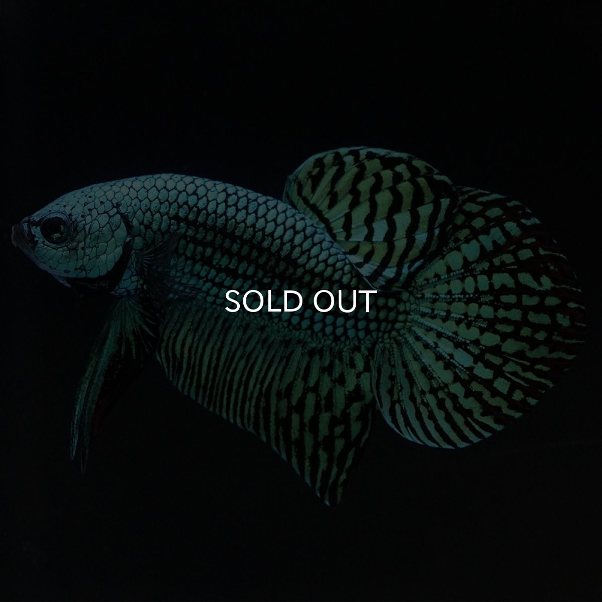 画像2: ワイルドハイブリッド　エイリアン　グリーン　♂のみ (2)