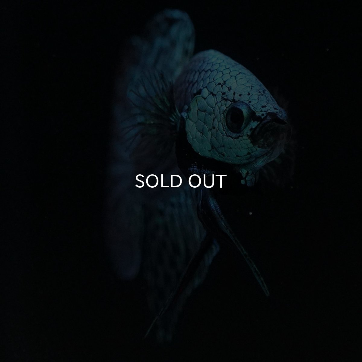 画像3: ワイルドハイブリッド　エイリアン　グリーン　♂のみ (3)