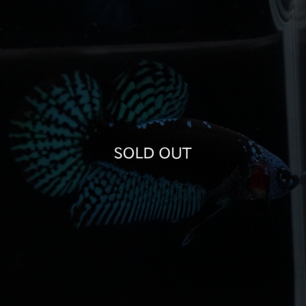 画像7: ワイルドハイブリッド グリーン サムライタイプ ♂のみ (7)