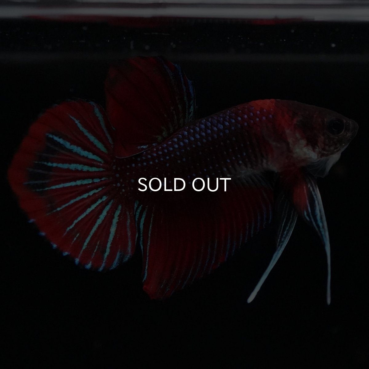 画像4: ワイルドハイブリッド ファンシー ♂のみ (4)