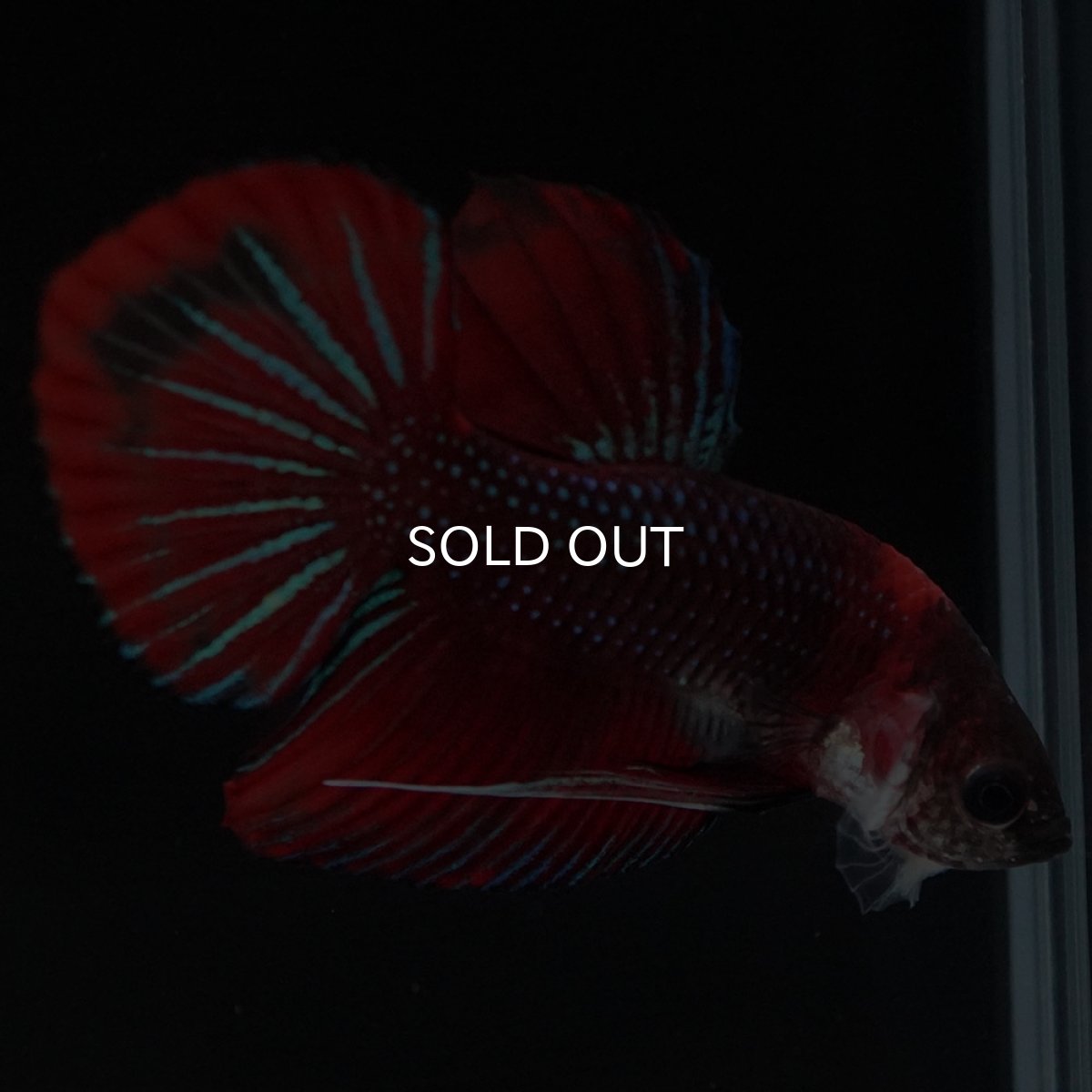 画像6: ワイルドハイブリッド ファンシー ♂のみ (6)