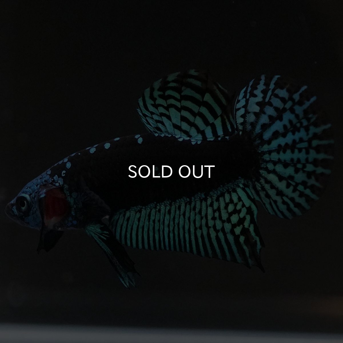 画像2: ワイルドハイブリッド グリーン サムライタイプ ♂のみ (2)