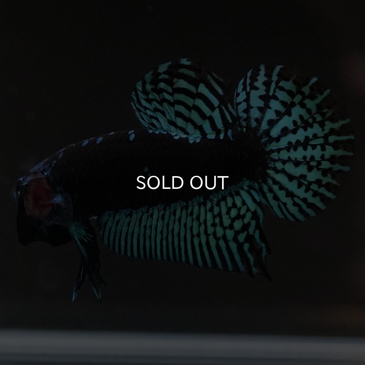 画像9: ワイルドハイブリッド グリーン サムライタイプ ♂のみ (9)