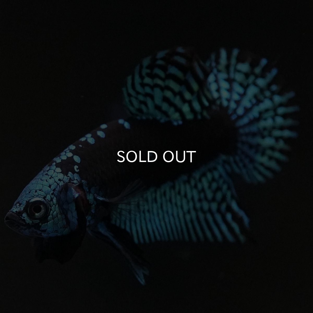 画像4: ワイルドハイブリッド グリーン サムライタイプ ♂のみ (4)