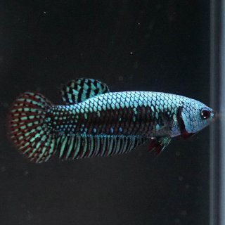 ハイブリッド - よこはま金魚