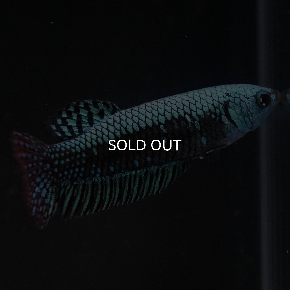 画像5: ワイルドハイブリッド　エイリアン　グリーン　♀のみ (5)