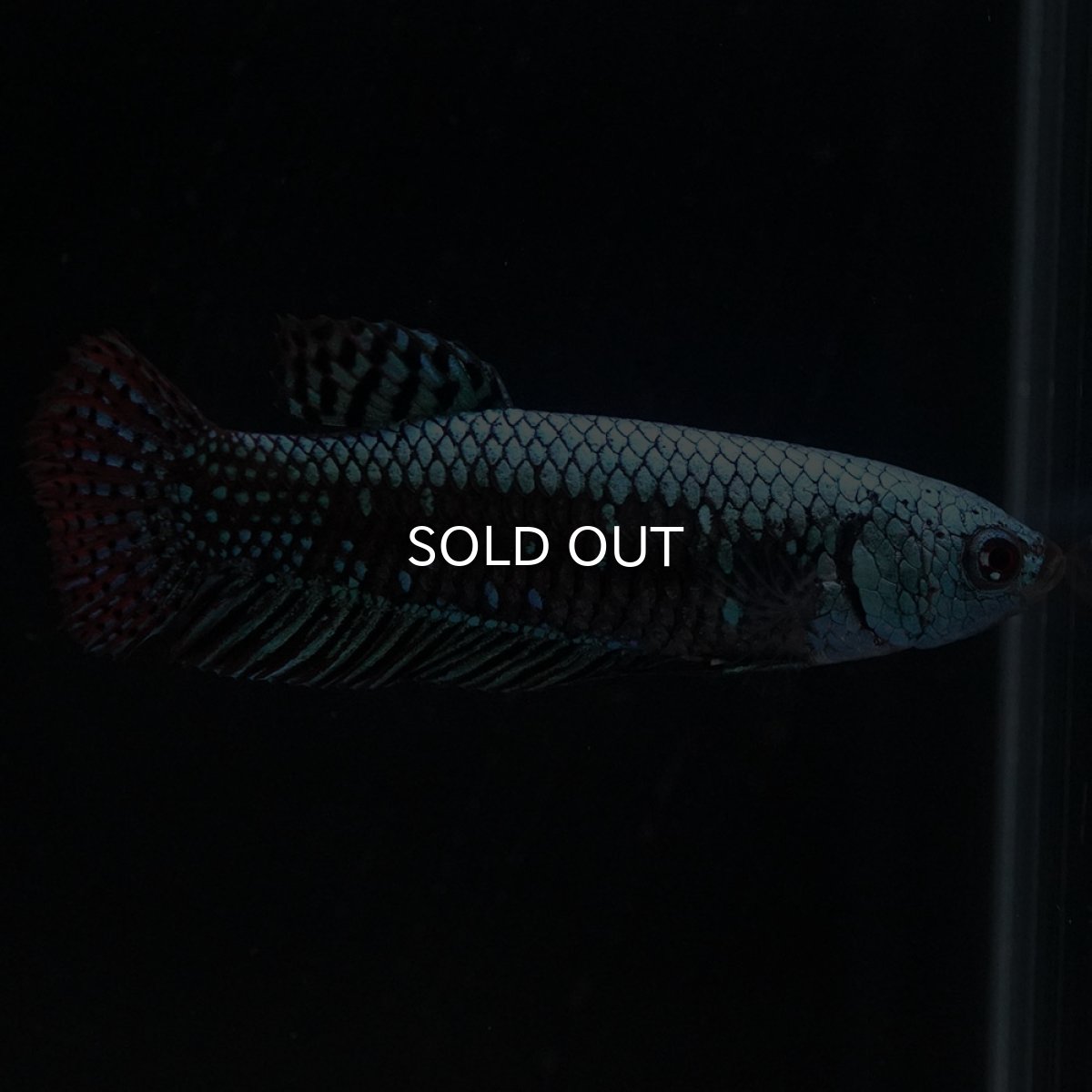 画像3: ワイルドハイブリッド　エイリアン　グリーン　♀のみ (3)