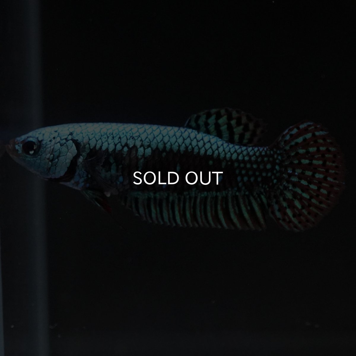 画像2: ワイルドハイブリッド　エイリアン　グリーン　♀のみ (2)