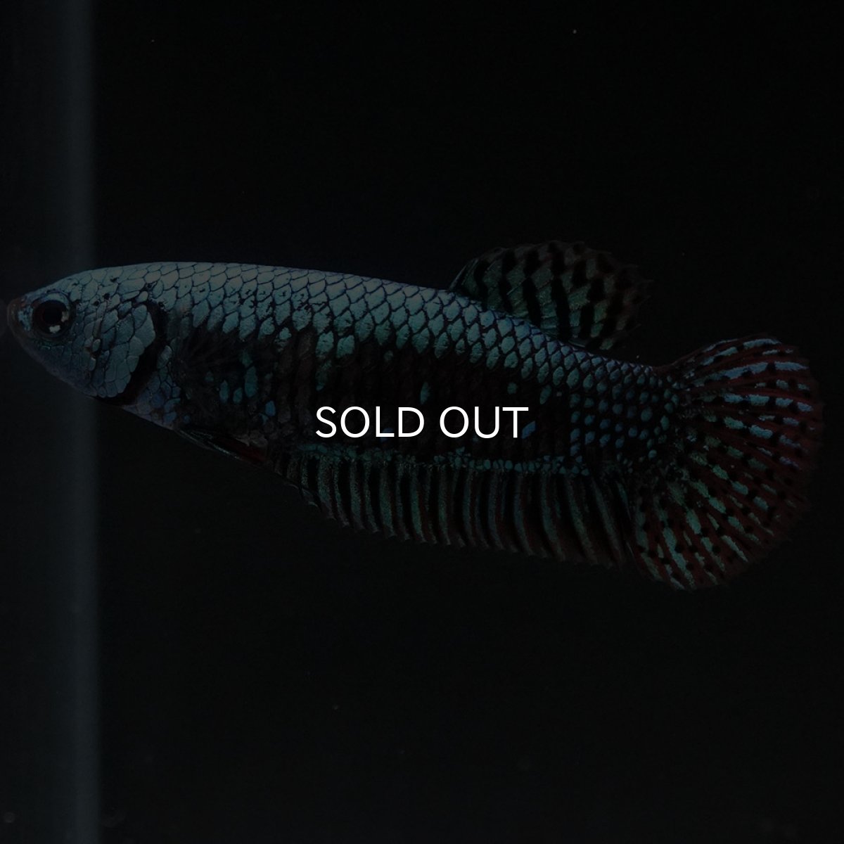 画像4: ワイルドハイブリッド　エイリアン　グリーン　♀のみ (4)