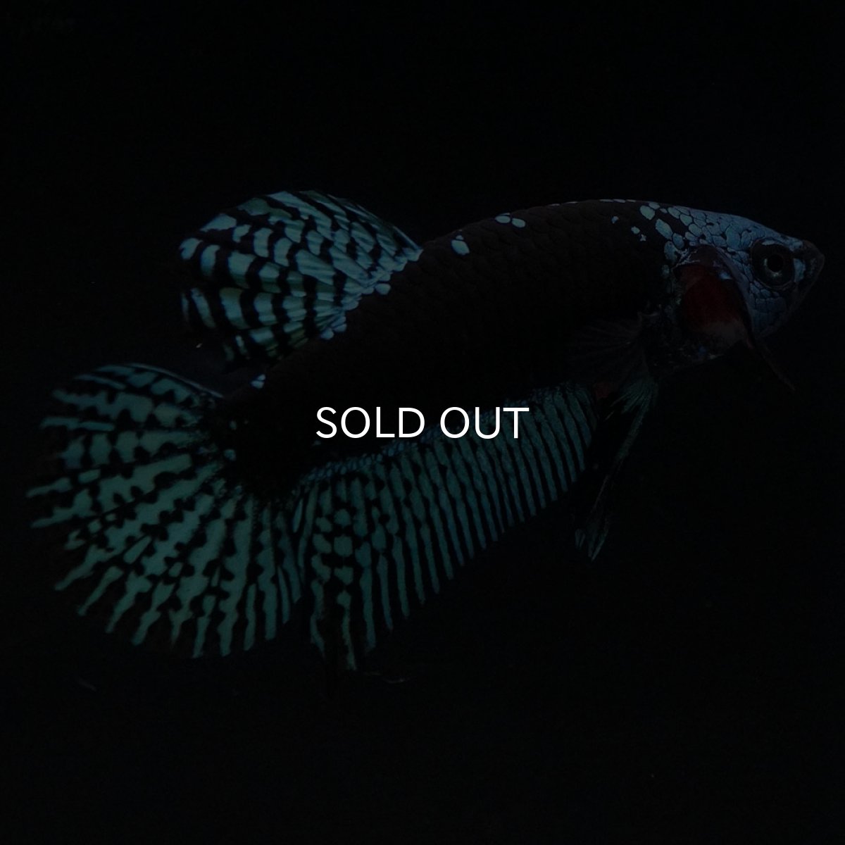 画像5: ワイルドハイブリッド グリーン サムライタイプ ♂のみ (5)