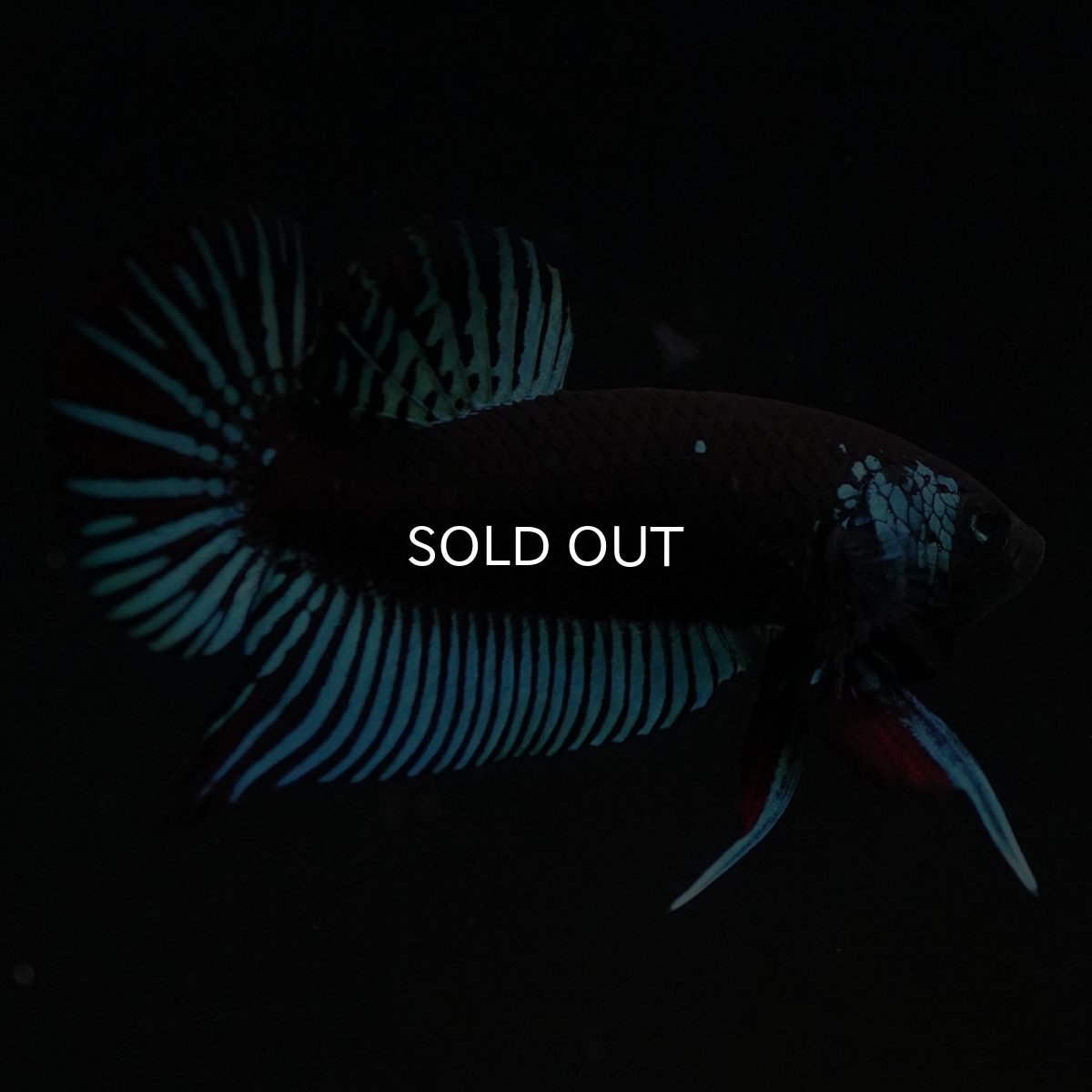 画像3: ワイルドハイブリッド ブルー サムライタイプ ♂のみ (3)