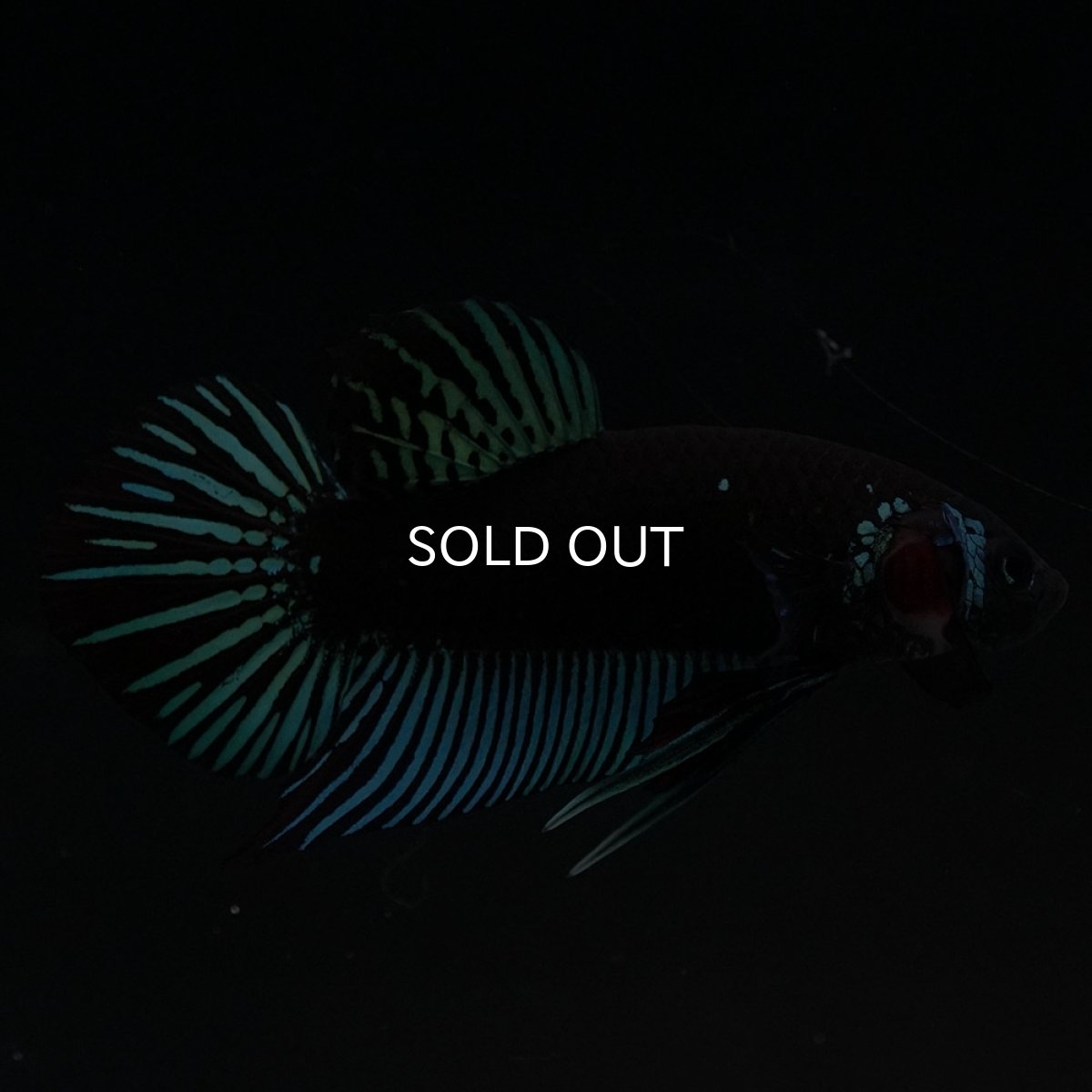 画像5: ワイルドハイブリッド ブルー サムライタイプ ♂のみ (5)