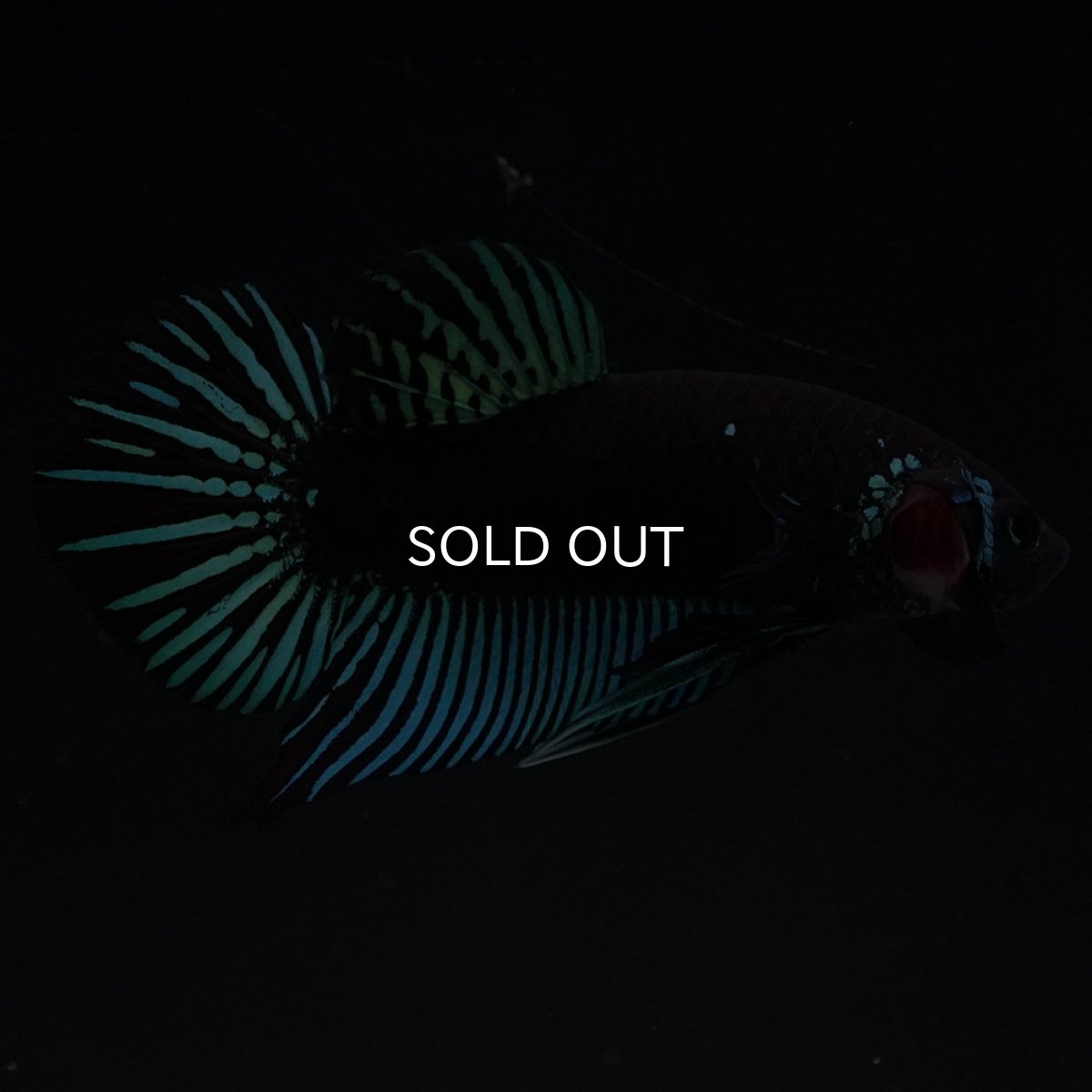 画像7: ワイルドハイブリッド ブルー サムライタイプ ♂のみ (7)