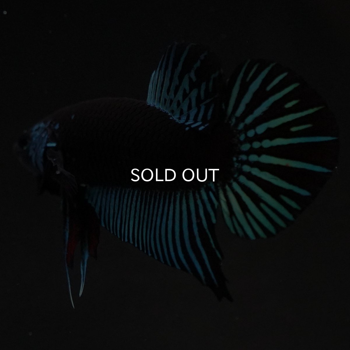 画像4: ワイルドハイブリッド ブルー サムライタイプ ♂のみ (4)