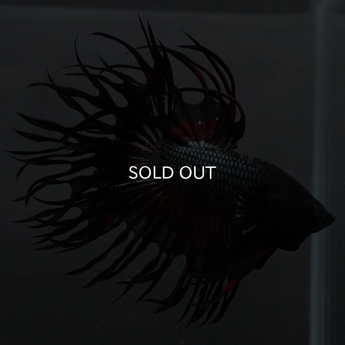 画像11: KCT レッドカッパー (11)