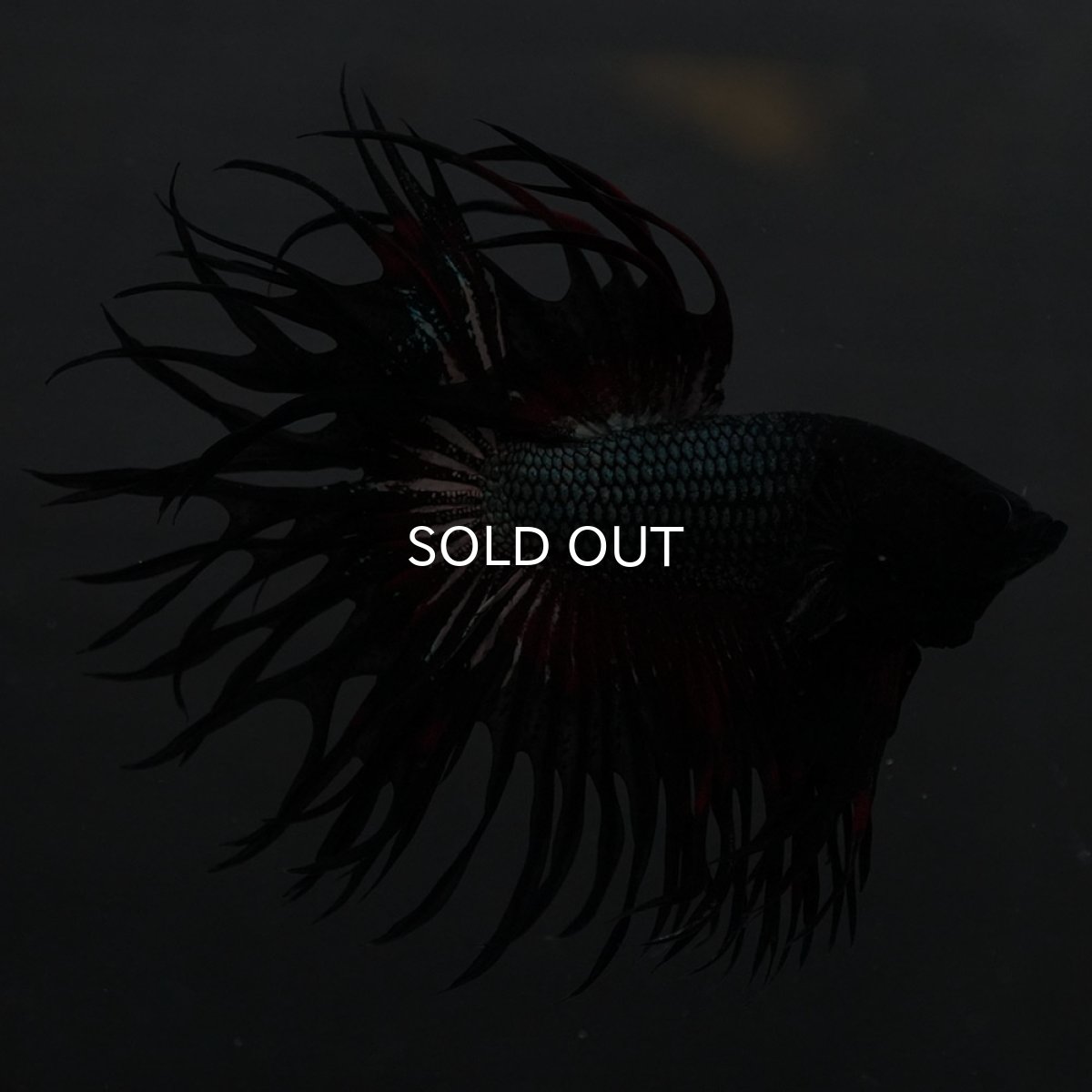 画像4: KCT レッドカッパー (4)