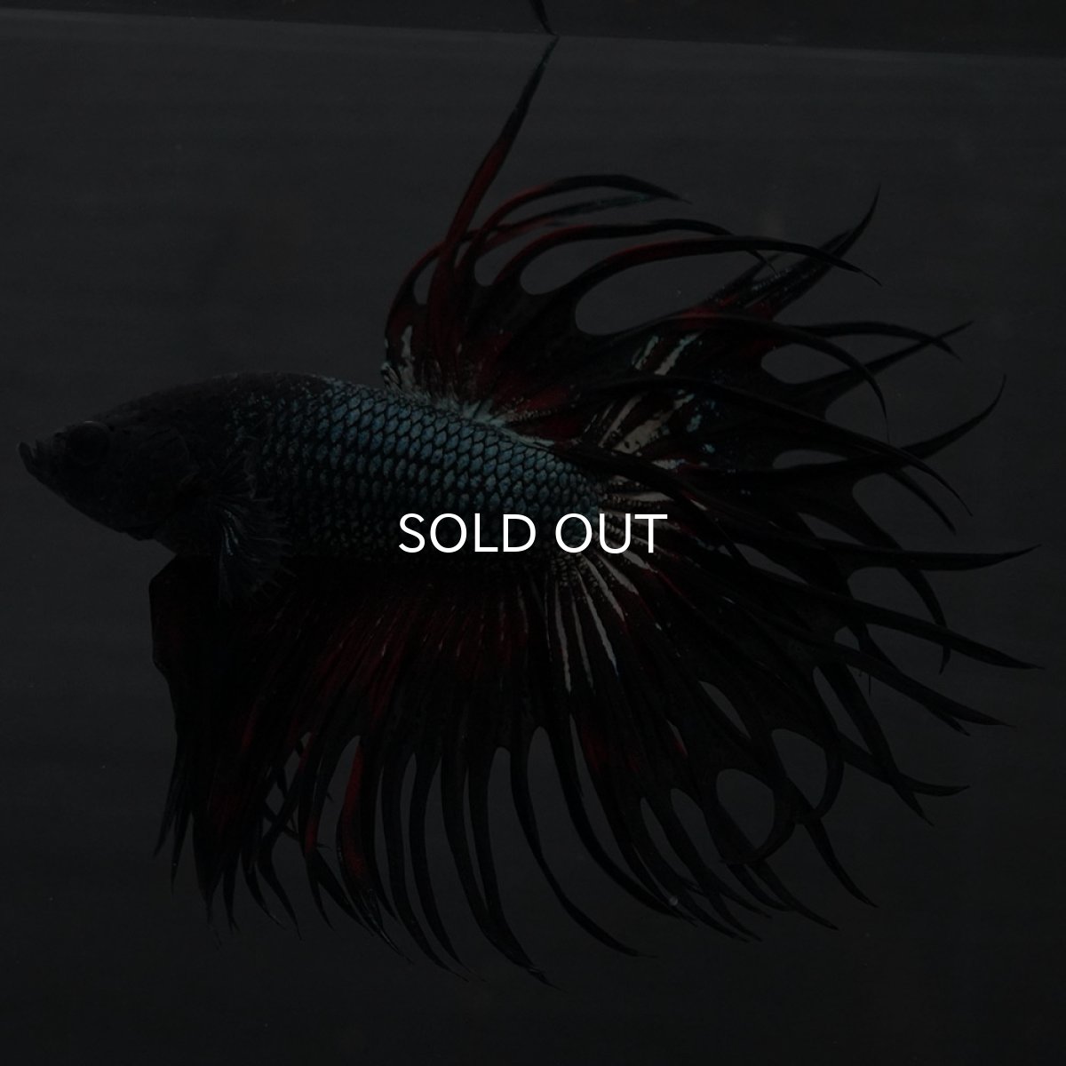 画像9: KCT レッドカッパー (9)