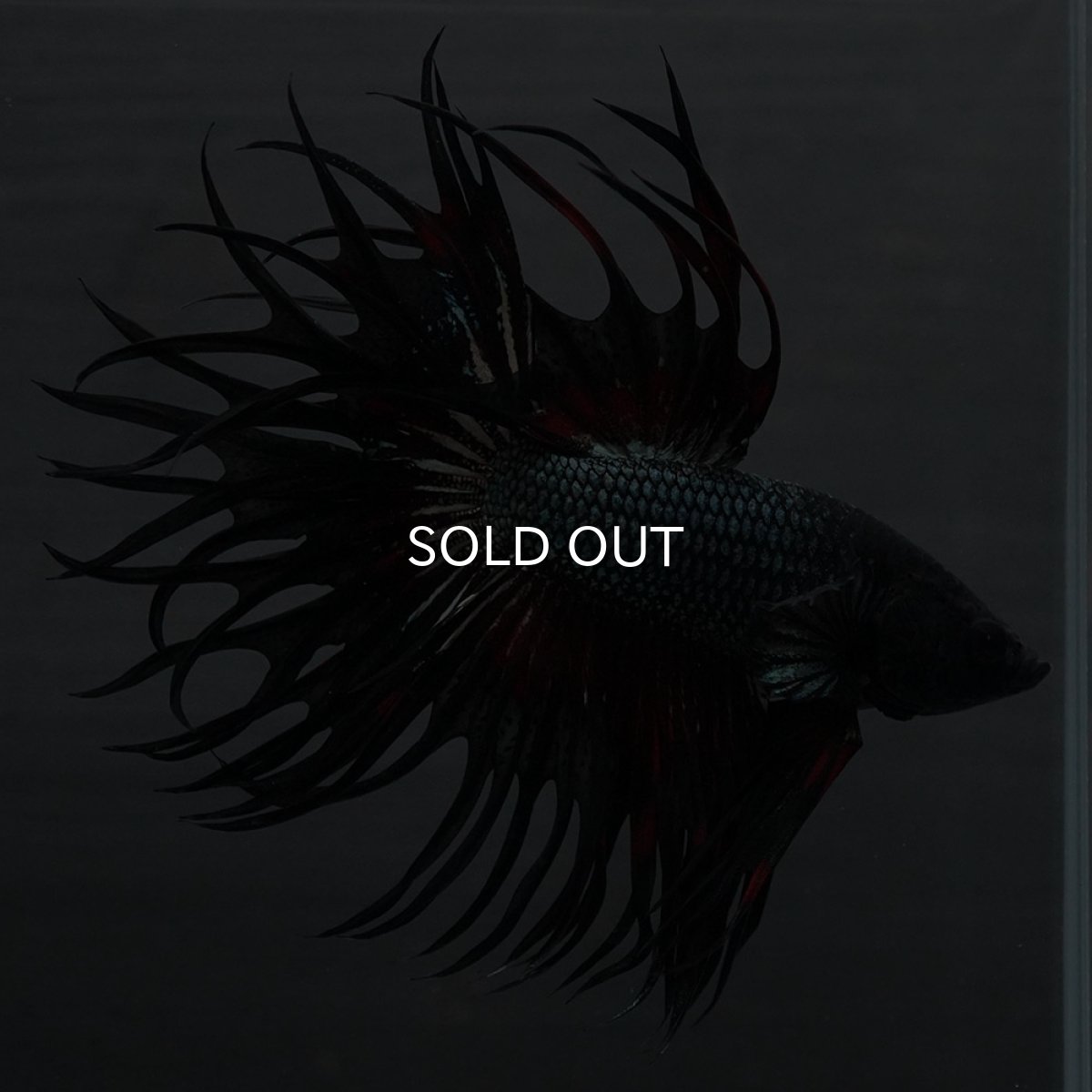 画像8: KCT レッドカッパー (8)