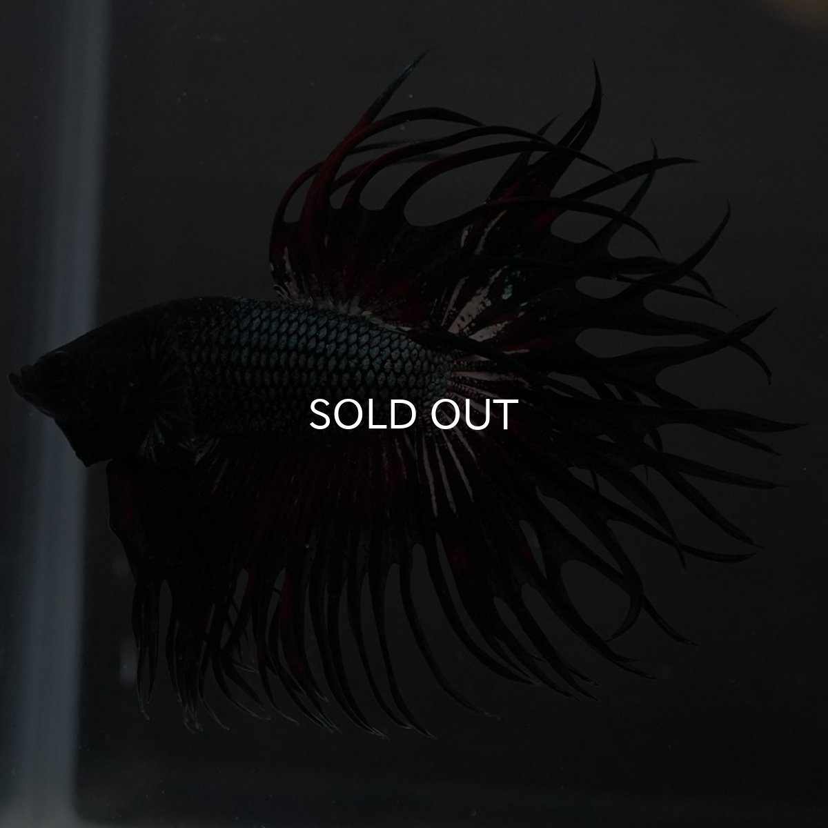 画像7: KCT レッドカッパー (7)