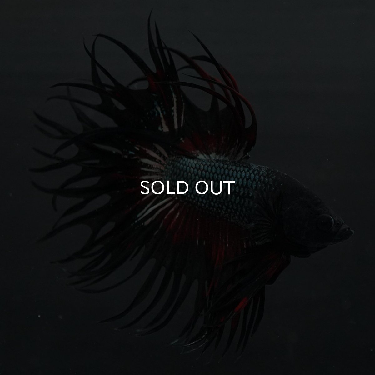 画像2: KCT レッドカッパー (2)