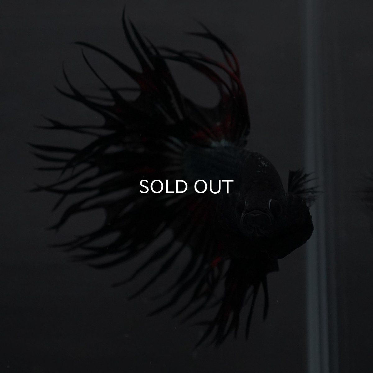 画像6: KCT レッドカッパー (6)