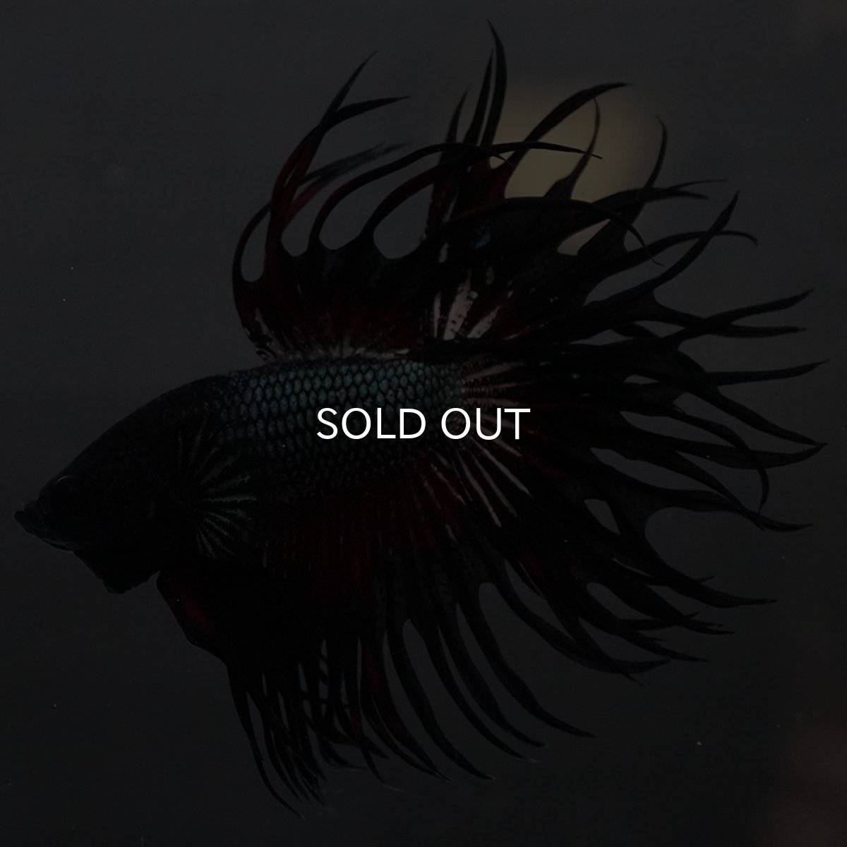 画像5: KCT レッドカッパー (5)