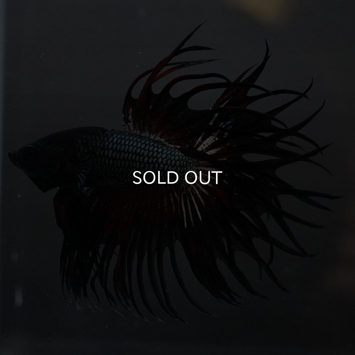 画像3: KCT レッドカッパー (3)