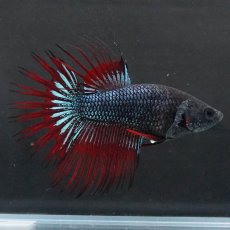 画像3: KCT　ブラックオーキッド　変わり柄　メス (3)