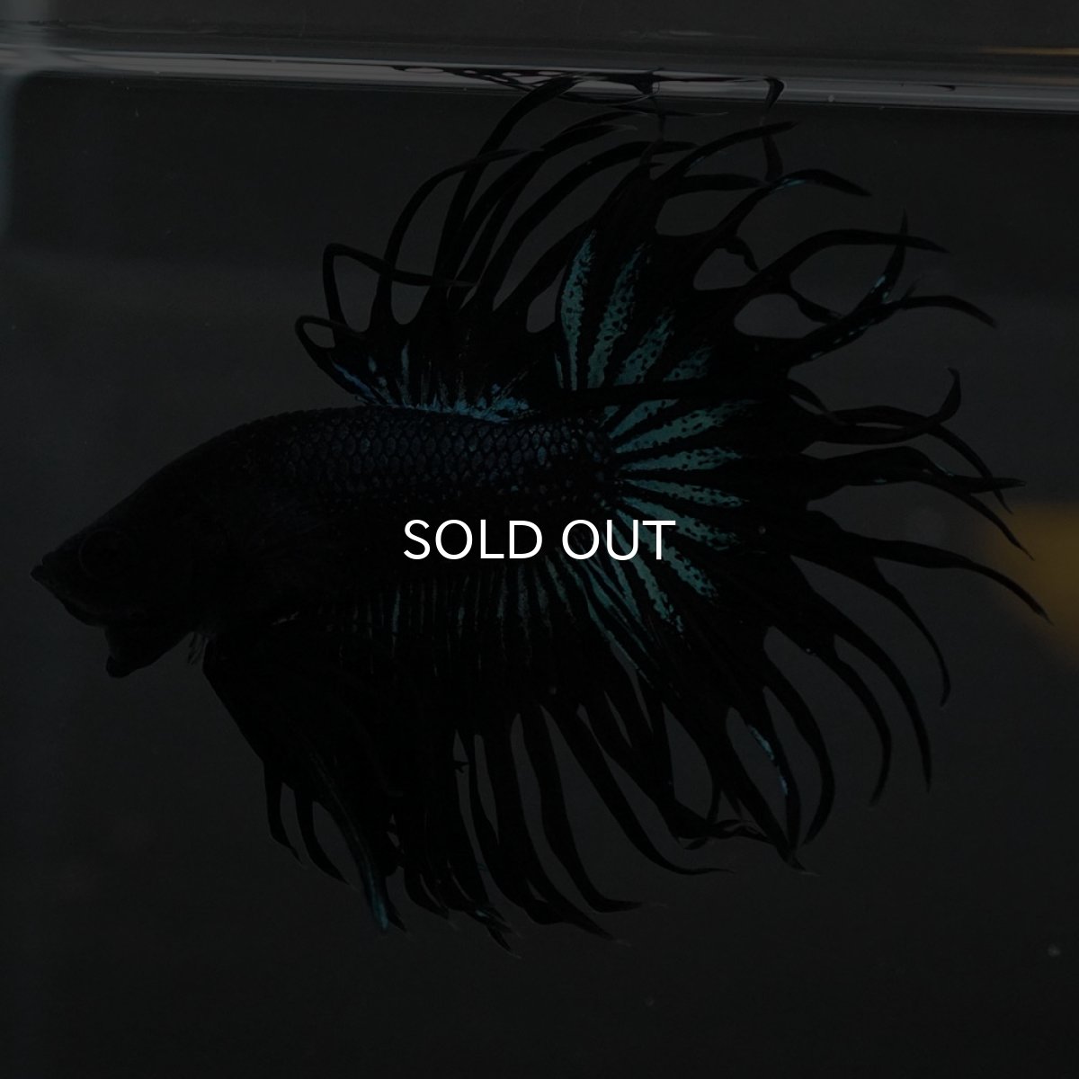 画像3: KCT ブラックオーキッド (3)