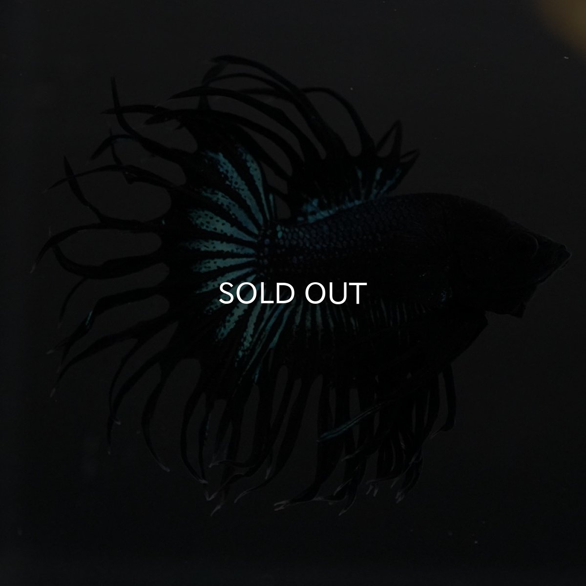 画像2: KCT ブラックオーキッド (2)