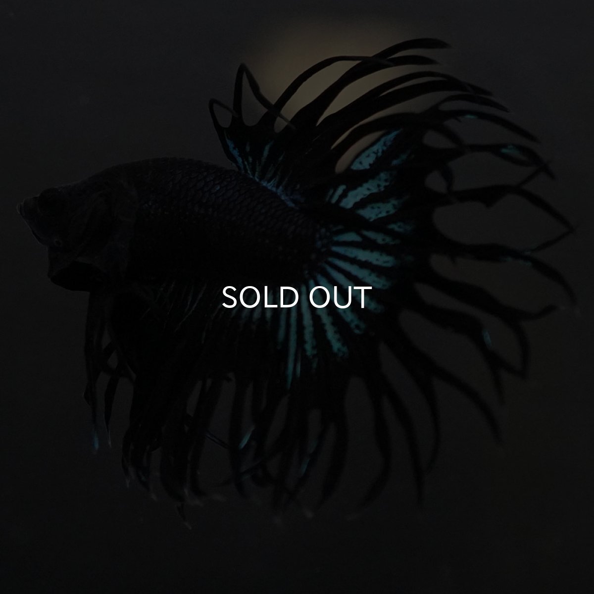 画像7: KCT ブラックオーキッド (7)