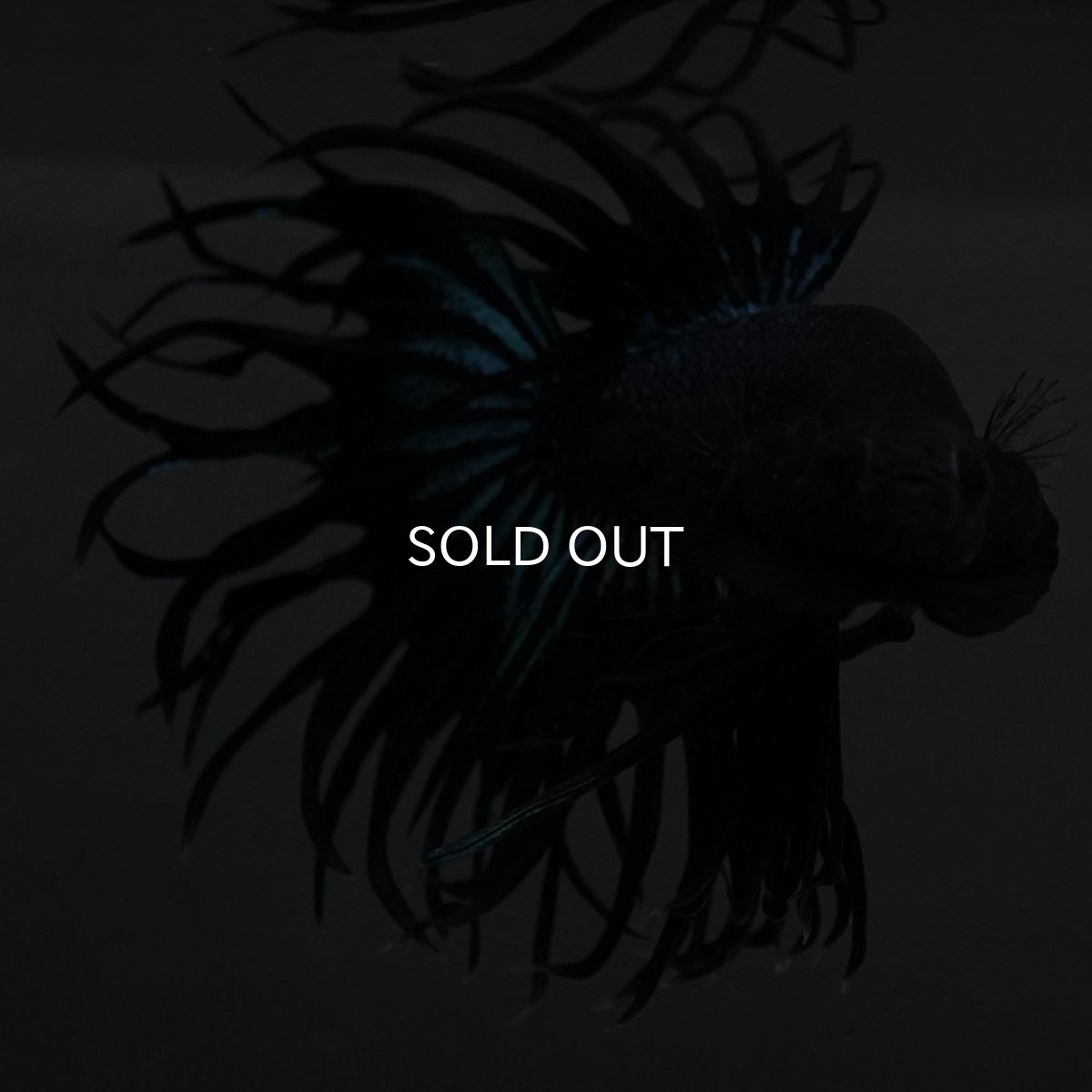 画像8: KCT ブラックオーキッド (8)