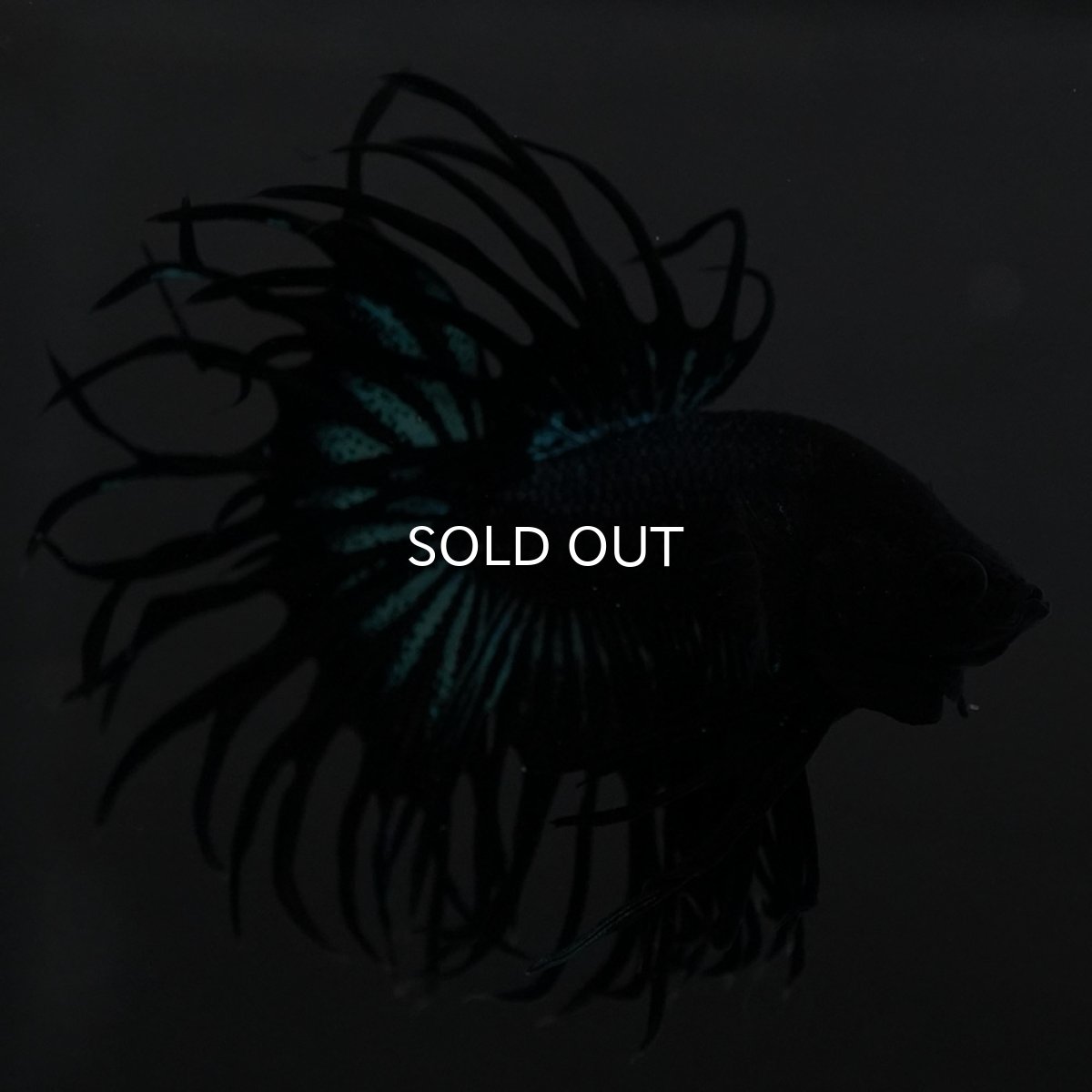 画像6: KCT ブラックオーキッド (6)