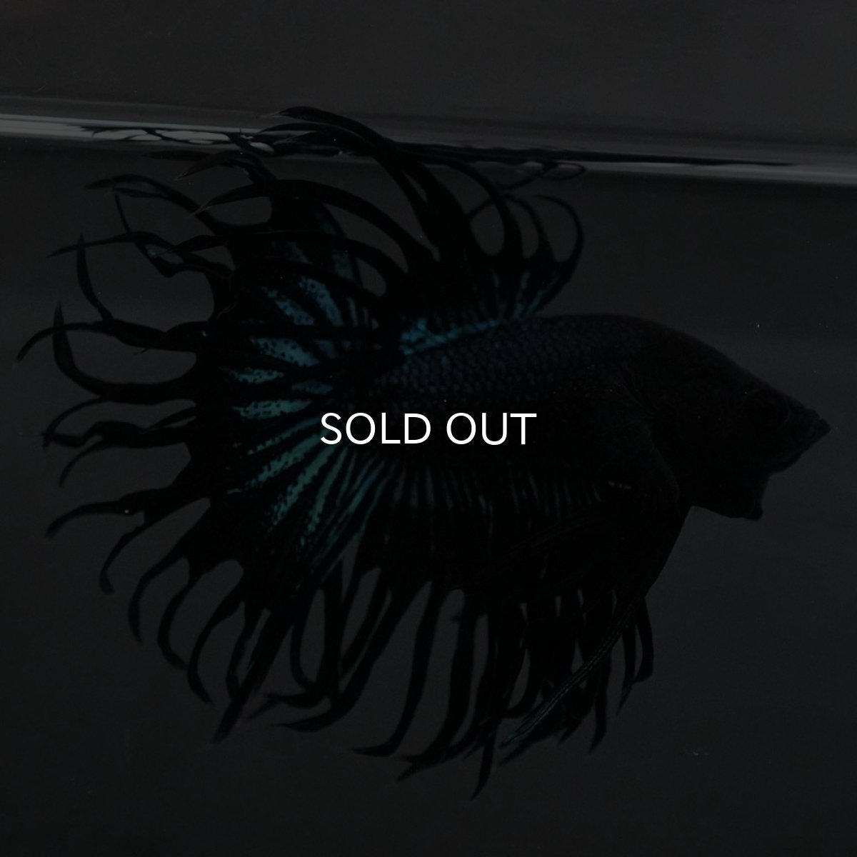 画像4: KCT ブラックオーキッド (4)