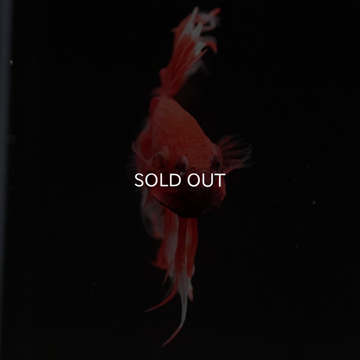 画像3: CT オレンジファンシー (3)